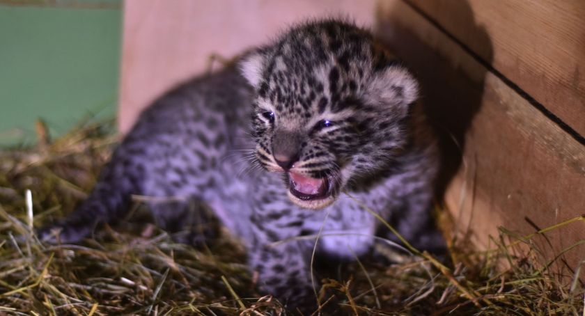 Słodki kociak w płockim ZOO!