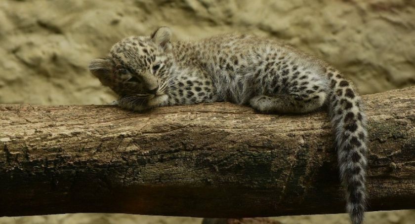 Jak do ciebie mówić, kotku? Dylematy w płockim ZOO 