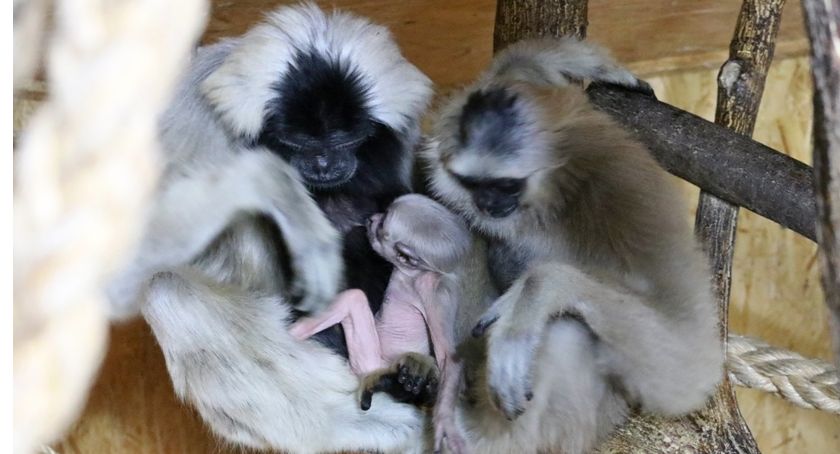 Urodził się wyjątkowo cenny gibon! ZOO prosi o pomoc!