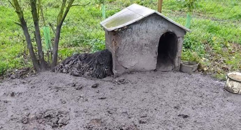12,5 kilograma dredów. Dramatyczna interwencja OTOZ Animals