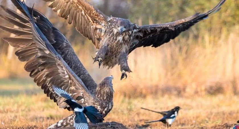 Prawdziwa uczta z ostrożnym bielikiem - prezentuje Paweł Zaborowski [FOTO] 