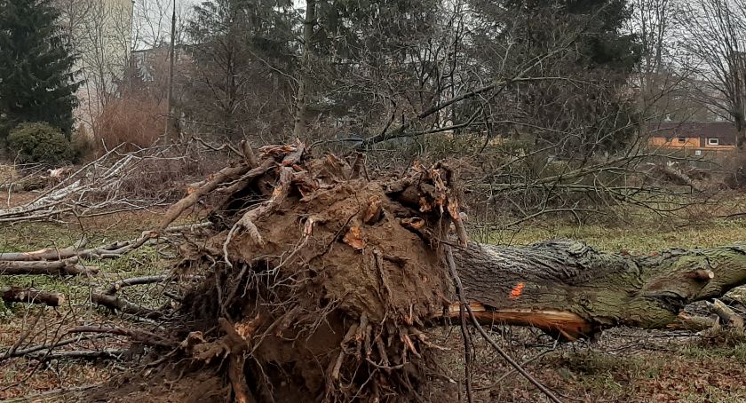 Pod budowę przedszkola zostanie wyciętych blisko 90 drzew