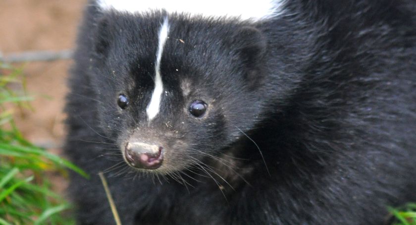 Skunksy, koati, lisy, sowa i jeżozwierz, czyli...