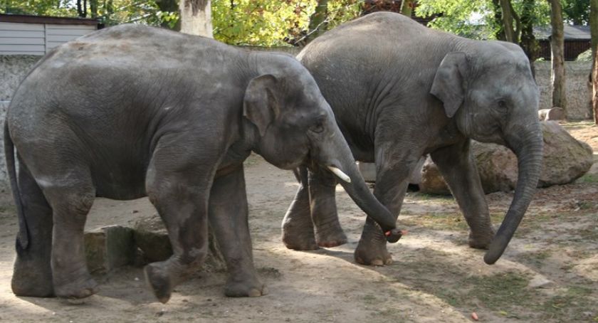 Surowa europejska kontrola w płockim ZOO. Słonie i żyrafy zostają!