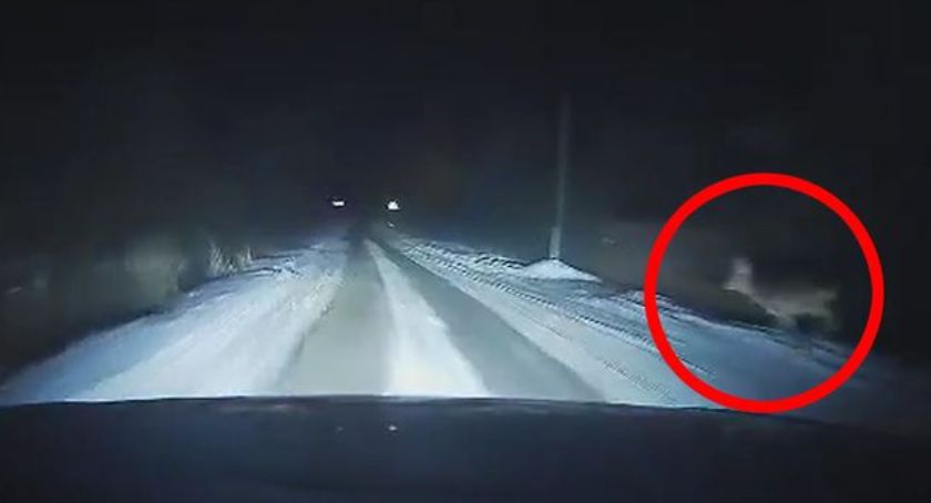 Sarny nękają kierowców. Problem w Kępie Polskiej i nie tylko...