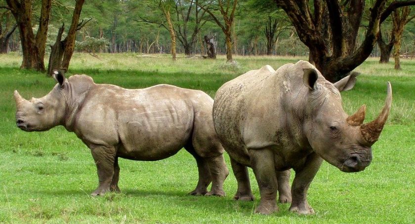 ZOO przenosi się na Radziwie! Trwa wykup gruntów!