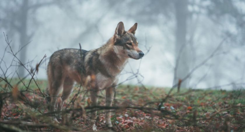 W Łącku pojawiły się... wilki. To dobra oznaka!