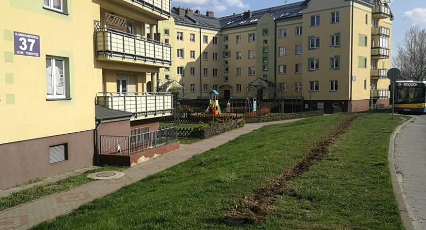 Ligustry oddzielą autobusy od bloków. Nowe krzewy na Podolszycach Południe