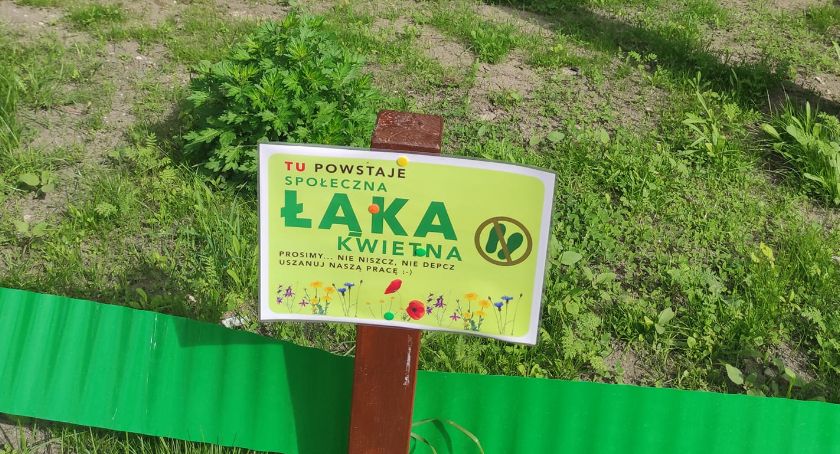 W Płocku będą łąki kwietne. Pierwsza już została wysiana