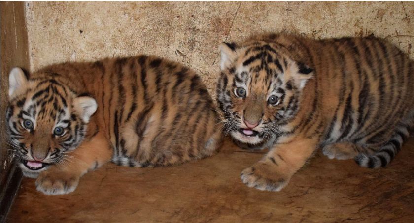Sensacja w płockim ZOO! Mamy dwa małe tygryski syberyjskie!