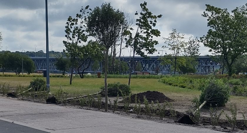 Na Radziwiu drzewa rosły... poziomo? 