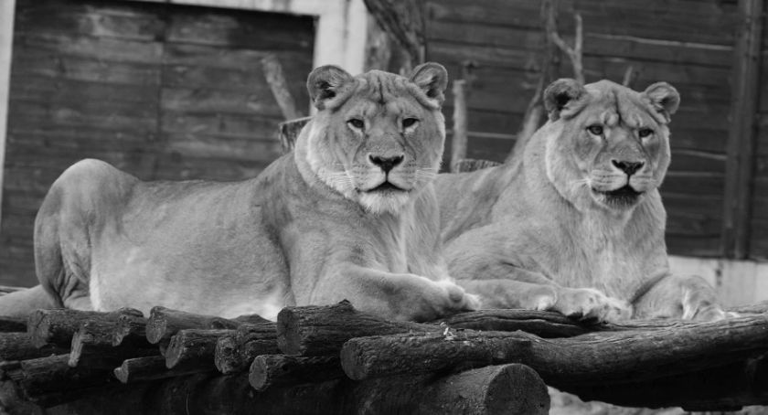 ZOO straciło lwicę