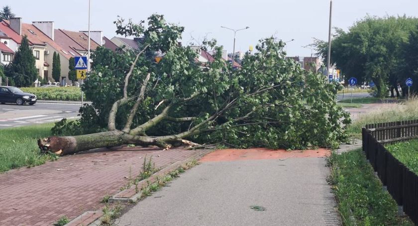 Połamane drzewa można usuwać samodzielnie. Na jakich warunkach?