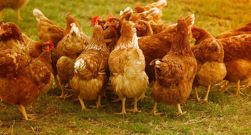 Komunikat wojewody mazowieckiego. Wygaszono ogniska ptasiej grypy