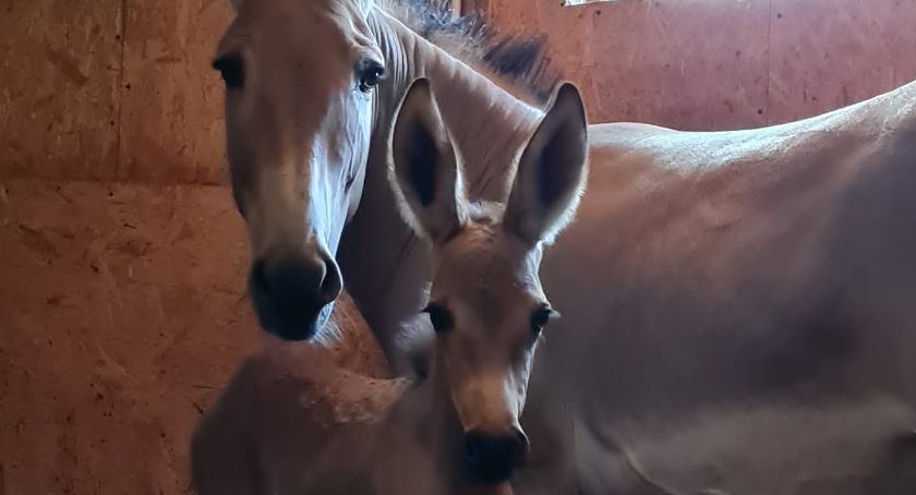 Osiołek somalijski. Kolejny słodziak w płockim ZOO