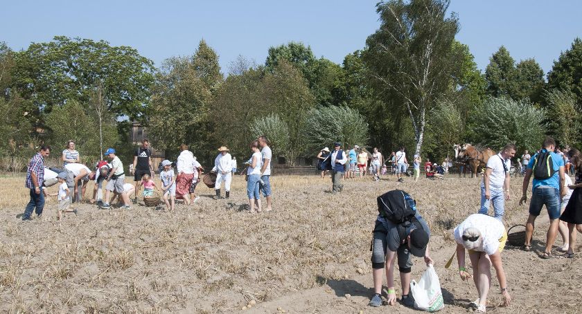 Wyjątkowa niedziela w skansenie. Zajrzyjcie i zobaczcie jak wyglądają wykopki na wsi!