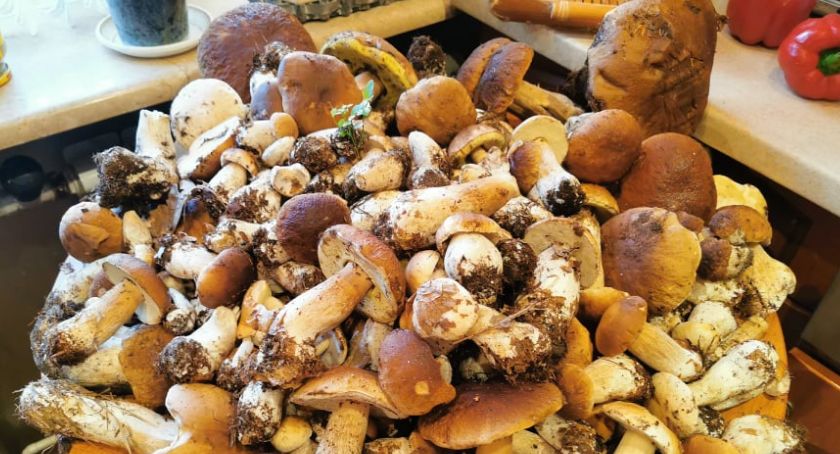W podpłockich lasach grzybowy szał. Gigantyczne zbiory i okazy 