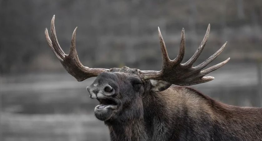 Od rana po ulicach Płocka biegał łoś [AKTUALIZACJA]