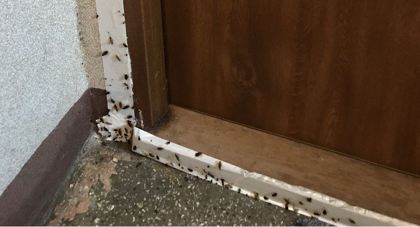 Sąsiedzi mają dość horroru. Przez współlokatorów zjadają ich robaki