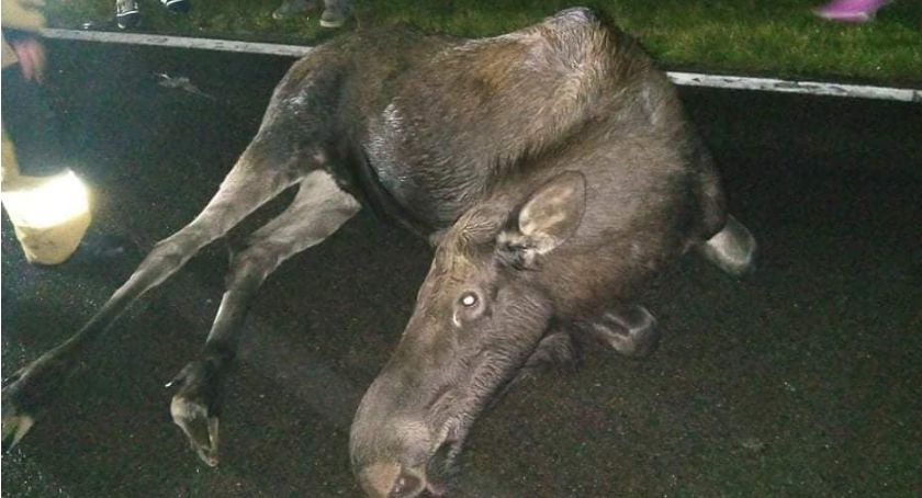 Fatalne spotkanie z łosiem. Uważajcie na drogach [FOTO]