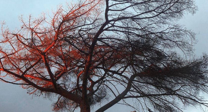 W nocy może silnie wiać. Jest ostrzeżenie