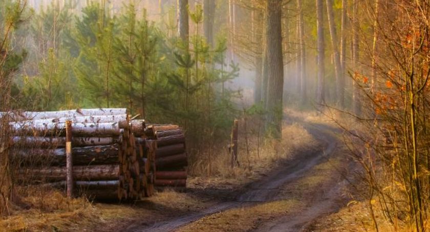 Drewno – surowiec  do wszystkiego