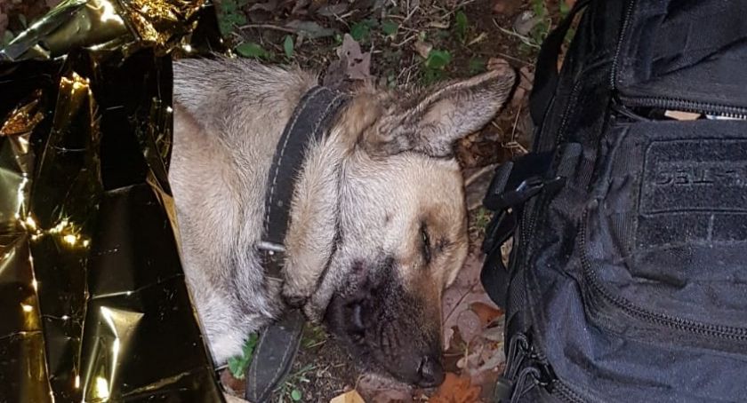 Policjanci uratowali owczarka. Miał połamane łapy, leżał w rowie 