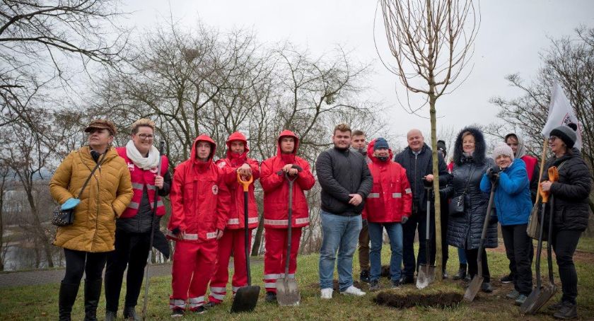 Kolejne drzewa zapuściły korzenie w Płocku. Możesz zdecydować, gdzie pojawią się kolejne!