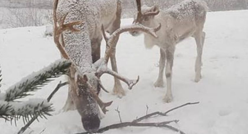 Św. Mikołaj odwiedzi płockie renifery! Przyjdźcie do ZOO w niedzielę!
