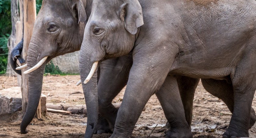 Płockie ZOO zaprasza na urodziny słonia. Ale nie tylko...