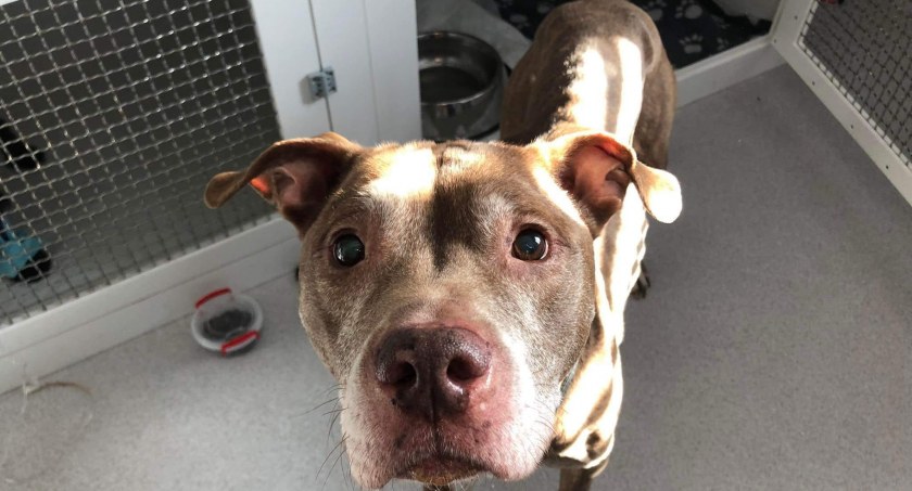Pitbull wpadł pod samochód w centrum miasta. Tak wyszła na jaw prawda! Sama skóra i kości na smyczy!