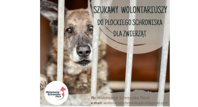Chcesz pomagać psiakom i kotom? Zostań wolontariuszem w płockim schronisku!