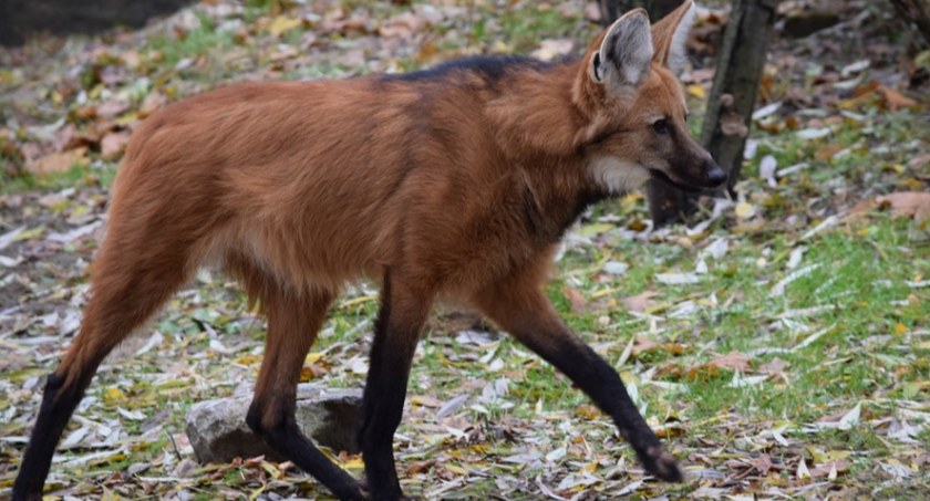 Znajdziesz je w płockim ZOO. Po zapachu... piwa Wyjątkowe grzywiaste dziewczyny!
