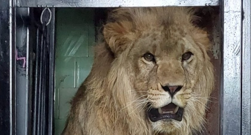 Nowa ekipa w płockim ZOO. Jak zaryczy, usłyszą wszyscy w mieście! 