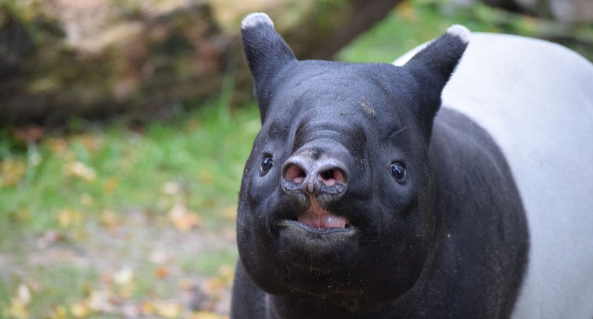Lwy już ryczą, a tapir gwiżdże... Kto szybciej przyciągnie was do ZOO?