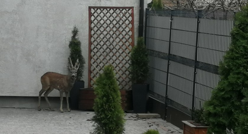 Bambi w tarapatach. Ranny jelonek przy ul. Filtrowej 