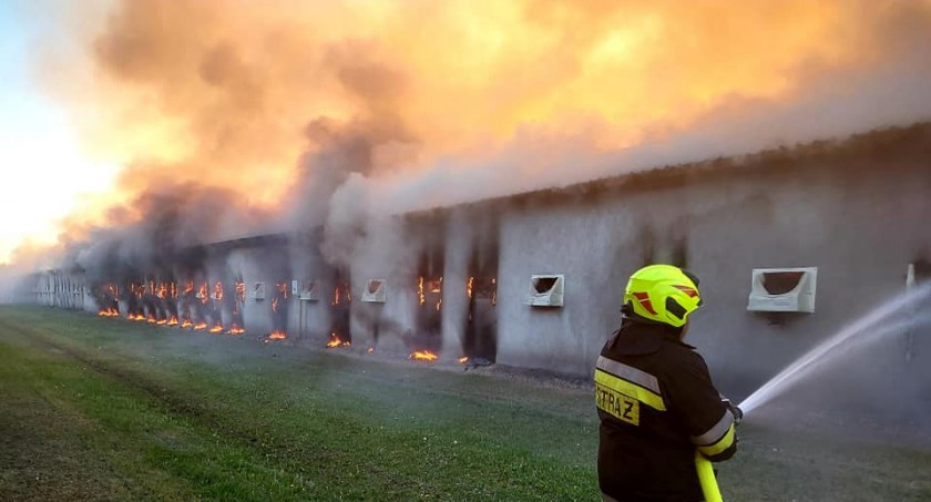Kurnik w ogniu. 14 zastępów strażaków walczyło z szalejącym żywiołem 