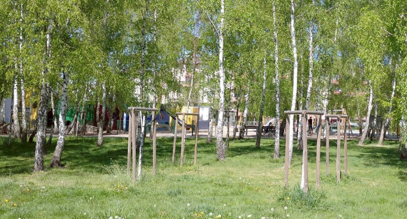 Nie wiadomo dlaczego uschły brzozy na Podolszycach. Będą nowe nasadzenia