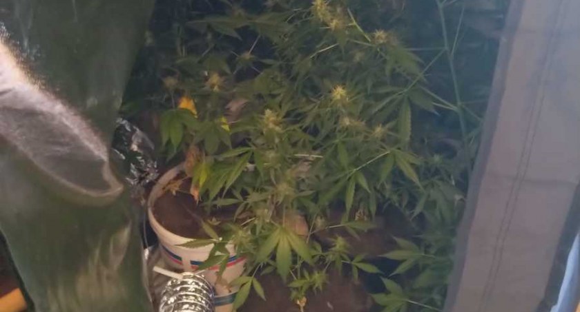 Zlikwidowana plantacja w Bożewie. 21-latek stracił 8 krzaków 