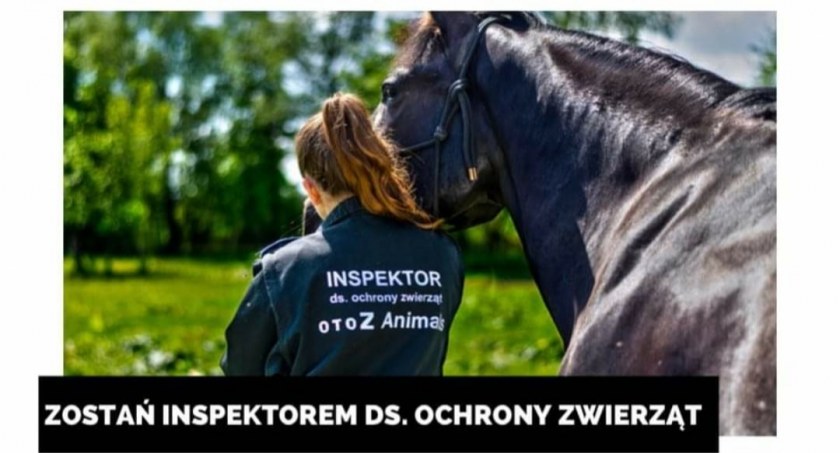 Kto pomoże maltretowanym zwierzętom? OTOZ Animals szuka wolontariuszy 