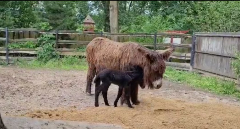 Radosna nowina u osiołków Poitou w ZOO Płock