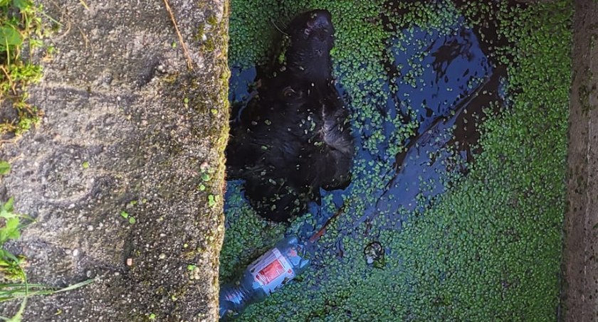 Pies wpadł w straszną pułapkę. Na szczęście pomogli strażacy [FOTO]