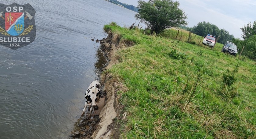 Młody byk w pułapce. Strażacy ze Słubic w nietypowej akcji