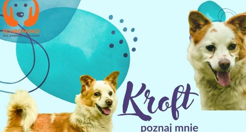 Kto chce wyjątkowego pieska z serduszkiem na głowie? Schronisko dla zwierząt zaprasza w niedzielę do Parku Północnego! [FOTO]