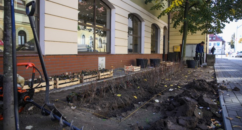 Na płockich ulicach przybywa zieleni. Ile drzew zostanie posadzonych jesienią?