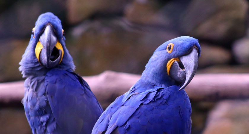 Jak hiacyntowe zagadają to aż głuszce ogłuchną... 14 skrzydlatych unikatów pojawiło się w płockim ZOO 