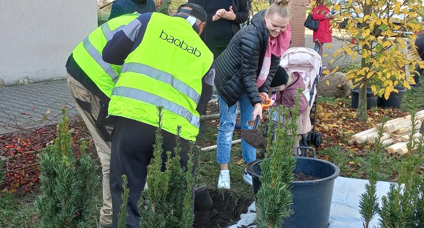 Przybywa drzew na płockich ulicach