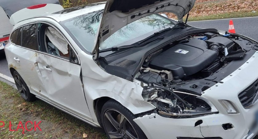 Dzikie zwierzęta wciąż groźne na drogach. Wypadek w Zdworzu 