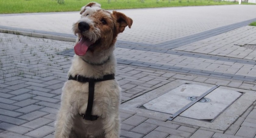 W płockim Zakładzie Karnym jest pies do zadań specjalnych. Nars to wyjątkowy strażnik