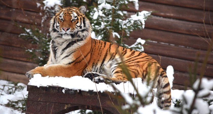 Kochają mróz, śnieg i morsowanie. Zimowi bohaterzy w ZOO!